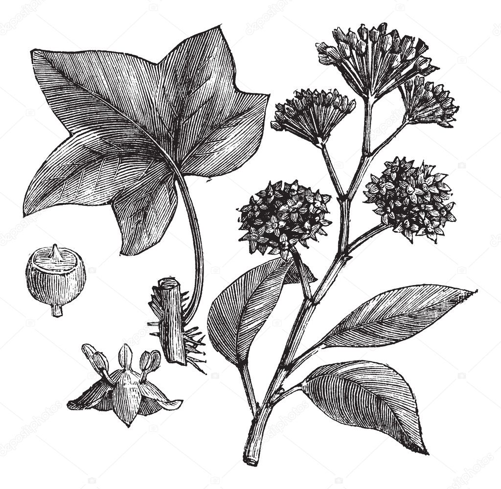 English ivy (Hedera helix) or Common ivy vintage engraving