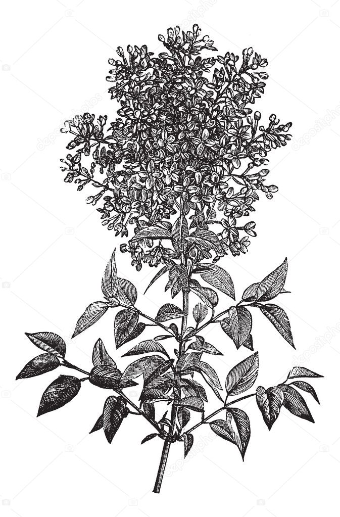 Syringa vulgaris (lilac or common lilac) vintage engraving