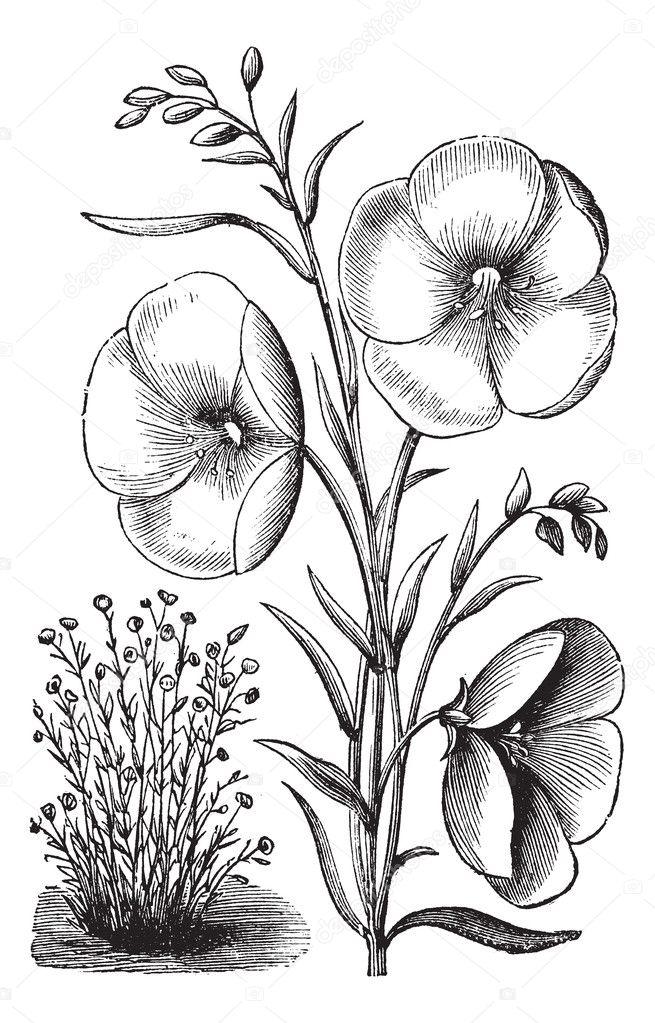 Linum grandiflorum or Red flax vintage engraving