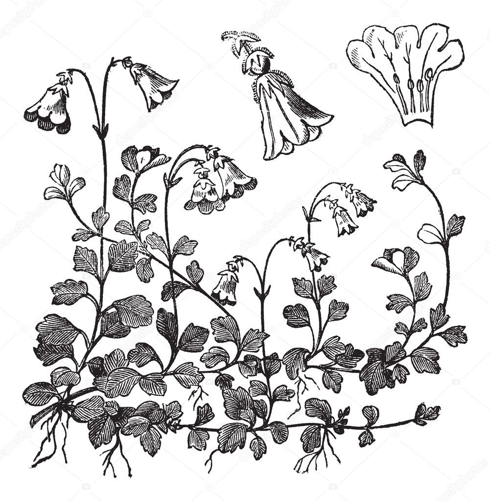 Linnaea borealis or Twinflower, vintage engraving
