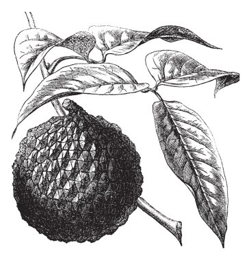 Lychee or Litchi chinensis vintage engraving clipart