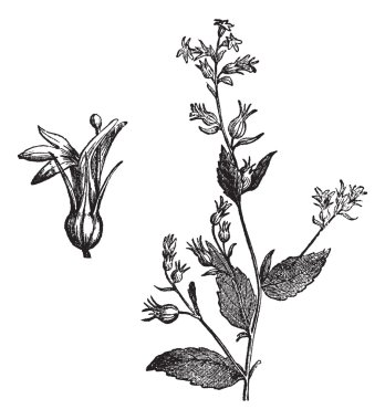 Indian Tobacco or Lobelia inflata vintage engraving clipart