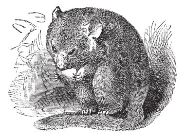 Hazel Dormouse or Muscardinus avellanarius vintage engraving clipart