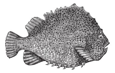 Lumpsucker or Cyclopterus lumpus vintage engraving clipart