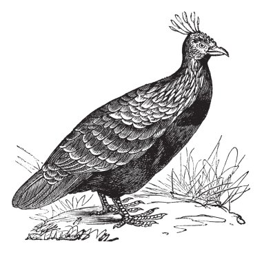 Himalayan Monal or Lophophorus impejanus vintage engraving clipart