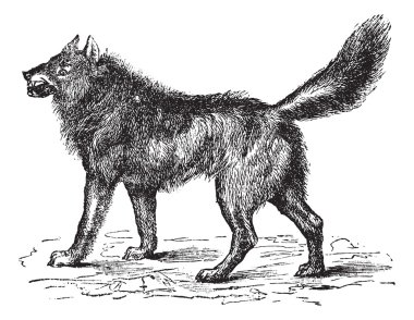 Eurasian Wolf or Canis lupus lupus vintage engraving clipart