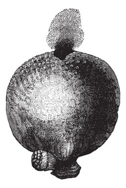 Giant puffball or Calvatia gigantea vintage engraving clipart