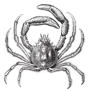 European spider crab or Maja squinado vintage engraving clipart