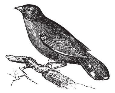 Guianan Red-Cotinga or Phoenicircus carnifex vintage engraving clipart