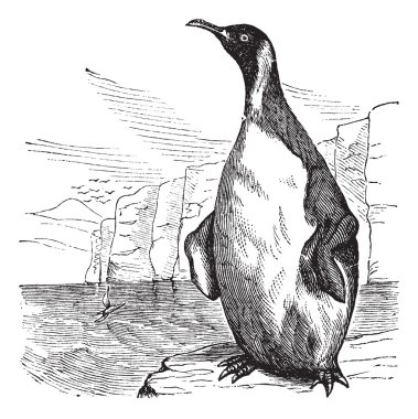 Kral penguen veya aptenodytes patagonicus vintage oyma