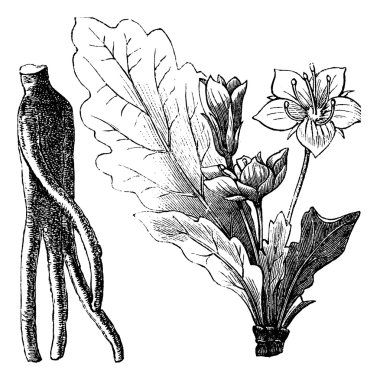 Mandrake kökü veya mandragora officinarum antika gravür