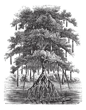 mangrov veya mangal antika gravür