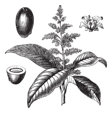 Hint mango veya mangifera indica antika gravür