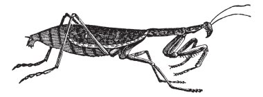 Avrupa mantis veya mantis bileğinde antika gravür