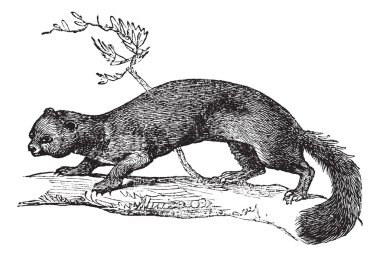 European Pine Marten or Martes martes vintage engraving clipart