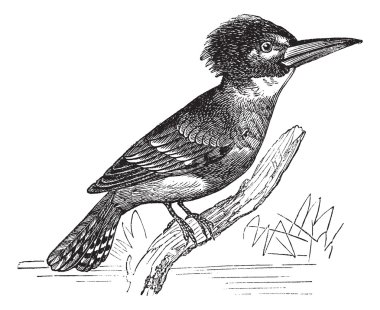 kuşaklı kingfisher veya megaceryle alcyon antika gravür