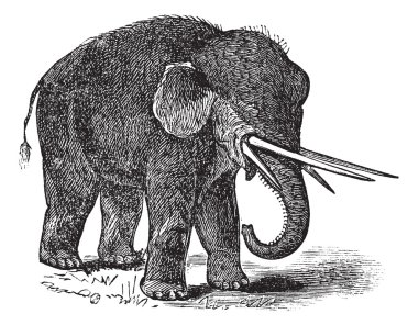 American mastodon or Mammut americanum vintage engraving clipart