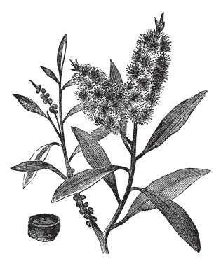 çay ağacı yağı vardır (melaleuca leucadendron), ahşap beyaz vintage tr