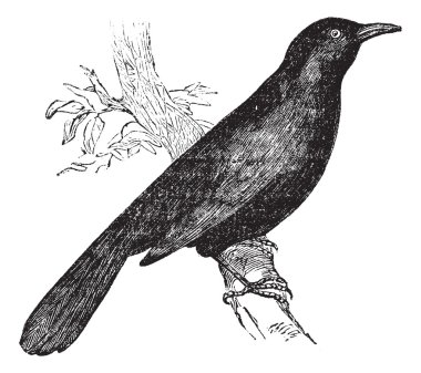 Ortak karatavuk (Turdus merula) veya Avrasya Blackbird o tünemiş