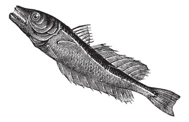 Common European hake (Merluccius vulgaris), vintage engraving clipart