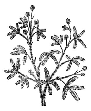 sensitive (Mimosa pudica), vintage engraving. clipart