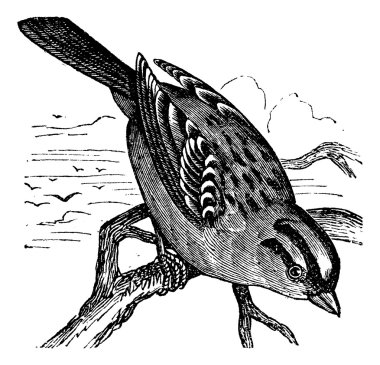 White-crowned Sparrow (Zonotrichia leucophrys), vintage engravin clipart