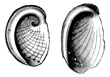 Haliotis tuberculatus, Haliotis Dubria, vintage engraving clipart