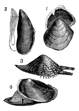Mollusc. 1. Nutlet; 2. Mold; 3. From Warty; 4. Anodonta ducks, clipart