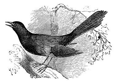 Mocking the carolina (Mimus carolinensis), vintage engraving clipart