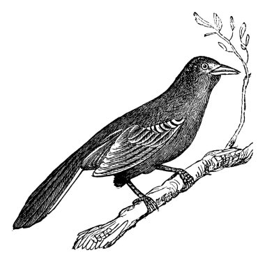 Mockingbird (Mimus polyglottus), vintage engraving clipart