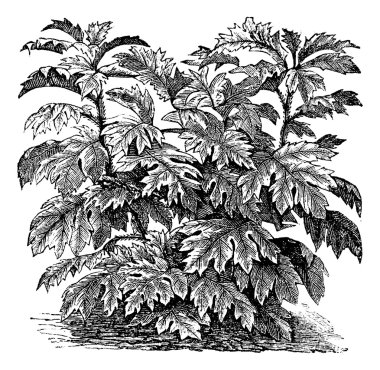 Ornamental nightshade (S. Warscewiczii) or Solanum bulbocastanum clipart