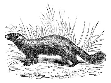 Common skunk (Mephitis mephitica) or polecats vintage engraving clipart