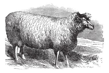 Leicester sheep or Bakewell Leicester, vintage engraving clipart