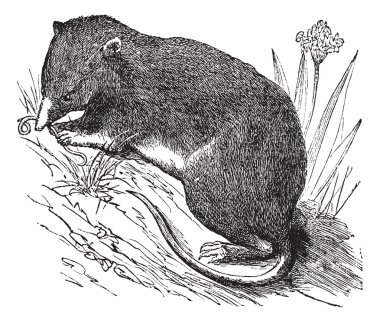 Common Shrew or Eurasian Shrew or Sorex araneus, vintage engrave clipart