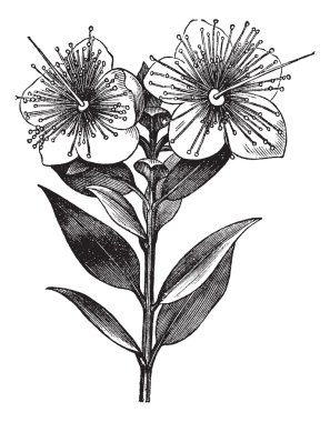 Myrtle or Myrtus communis, vintage engraved illustration clipart