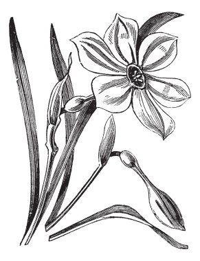 Poet's Daffodil or Narcissus poeticus, vintage engraved illustra clipart