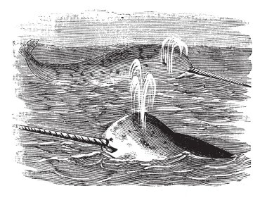 Narwhal or Monodon monoceros, vintage engraved illustration clipart