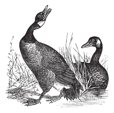 Canadian Goose (Bernicla Canadensis) vintage engraving clipart