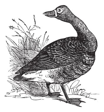 White-fronted goose (Anser Gambelii), vintage engraving clipart
