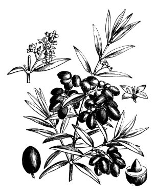 Common olive or Olea Europaea, vintage engraving clipart