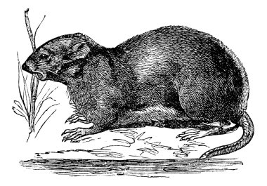 Ondatra, Fiber zibethicus or Muskrat, vintage engraving clipart