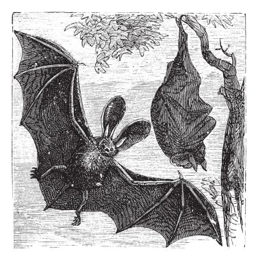 Brown long-eared bat or common long-eared bat, Plecotus auritus, clipart