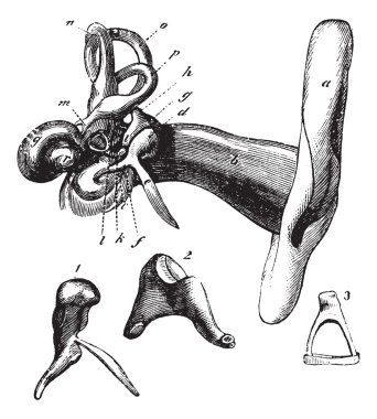 Human ear anatomy. vintage engraving clipart