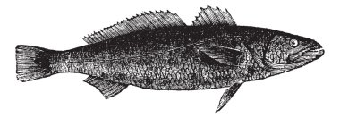 otholithes ruber veya kaplan dişli Kurbağa balığı, vintage engravin