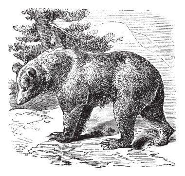 Cinnamon Bear (Ursus occidentalis), vintage engraving clipart