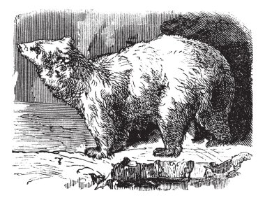 Kutup ayısı (ursus maritimus), antika gravür