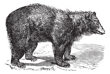 Amerikan kara ayısı (ursus americanus), antika gravür