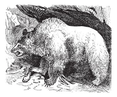 Syria bears (Ursus isabellinus), vintage engraving clipart