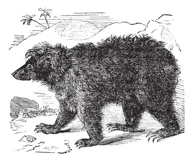 Asian bear (Ursus labiatus), vintage engraving clipart