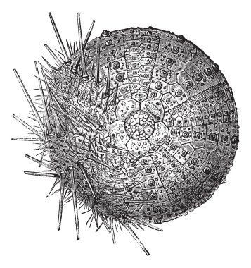 Common sea urchin. On the one hand, we remove the thorns to show clipart